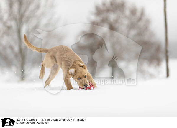 junger Golden Retriever / young Golden Retriever / TBA-02603