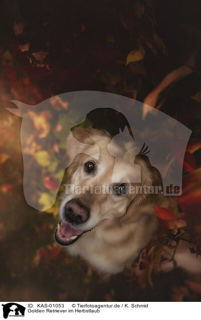 Golden Retriever im Herbstlaub / Golden Retriever in autumn foliage / KAS-01053