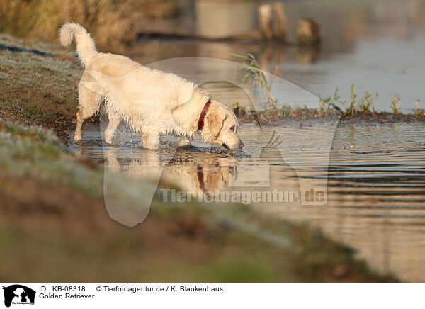 Golden Retriever / Golden Retriever / KB-08318