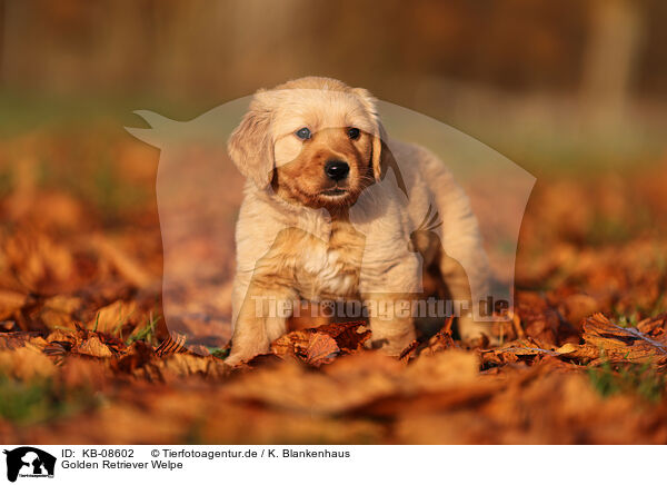 Golden Retriever Welpe / Golden Retriever Puppy / KB-08602