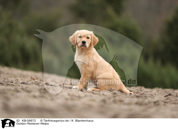 Golden Retriever Welpe / Golden Retriever Puppy / KB-08672