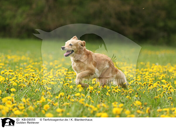 Golden Retriever / Golden Retriever / KB-09055