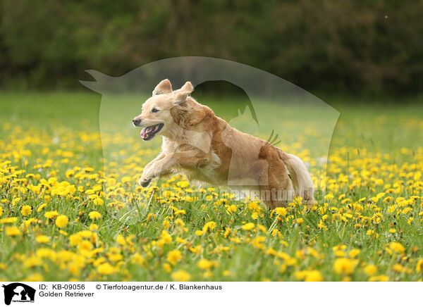 Golden Retriever / Golden Retriever / KB-09056