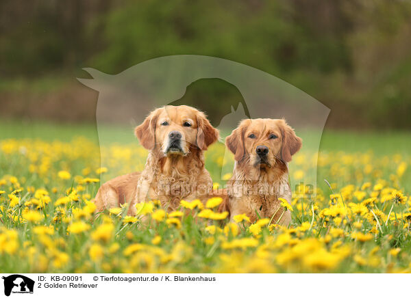 2 Golden Retriever / 2 Golden Retriever / KB-09091