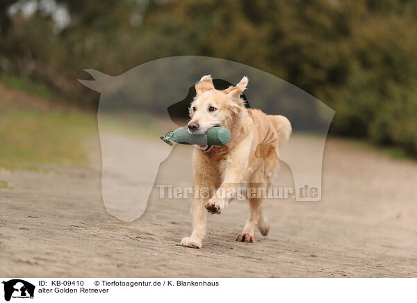 alter Golden Retriever / old Golden Retriever / KB-09410