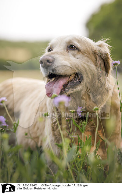 alte Golden Retriever Hndin / old female Golden Retriever / AE-01942