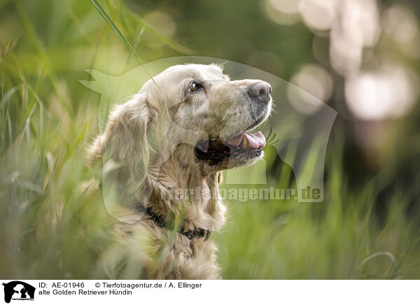 alte Golden Retriever Hndin / old female Golden Retriever / AE-01946