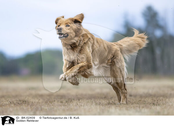 Golden Retriever / Golden Retriever / BK-02409