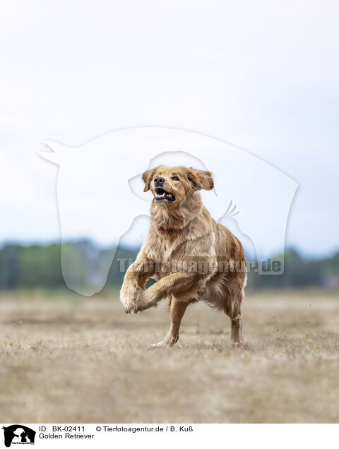 Golden Retriever / Golden Retriever / BK-02411