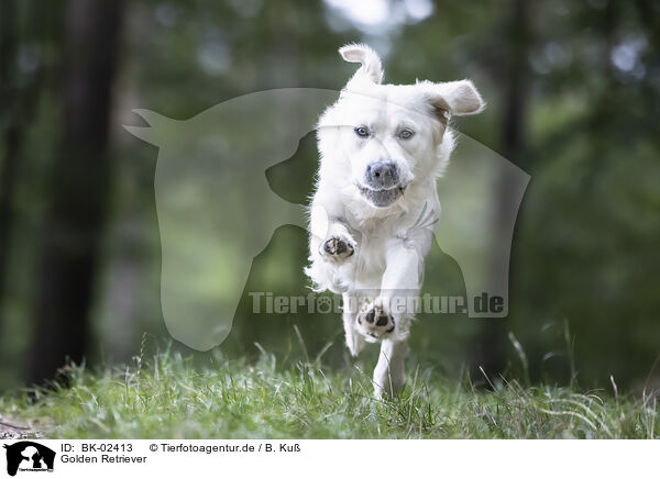 Golden Retriever / Golden Retriever / BK-02413