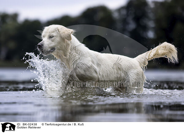 Golden Retriever / Golden Retriever / BK-02438