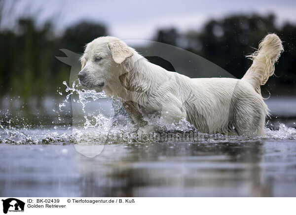 Golden Retriever / BK-02439