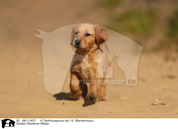 Golden Retriever Welpe / Golden Retriever Puppy / KB-11457