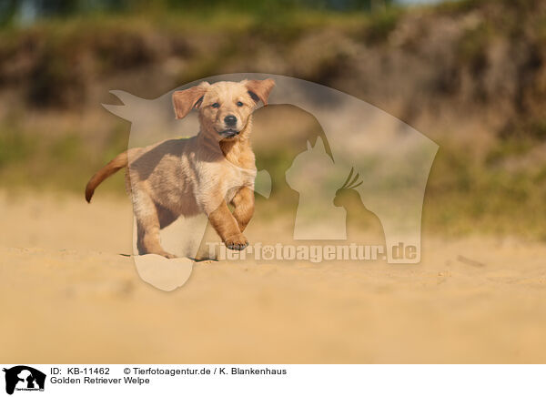 Golden Retriever Welpe / Golden Retriever Puppy / KB-11462