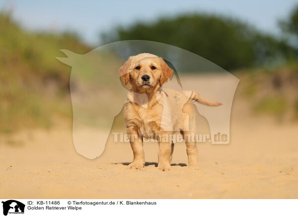 Golden Retriever Welpe / Golden Retriever Puppy / KB-11486