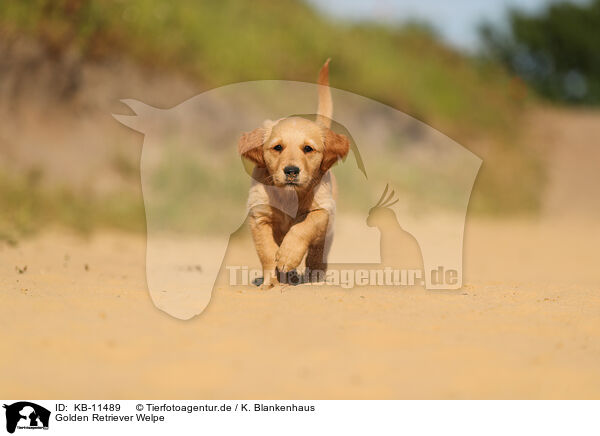 Golden Retriever Welpe / Golden Retriever Puppy / KB-11489