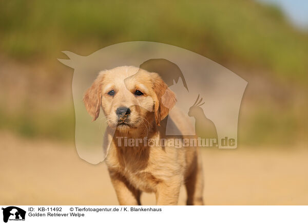 Golden Retriever Welpe / Golden Retriever Puppy / KB-11492
