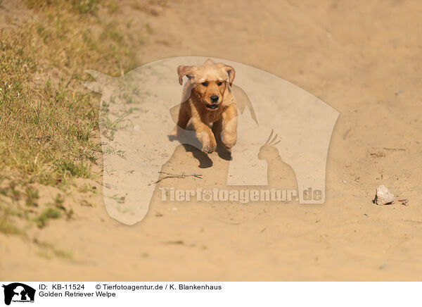 Golden Retriever Welpe / Golden Retriever Puppy / KB-11524