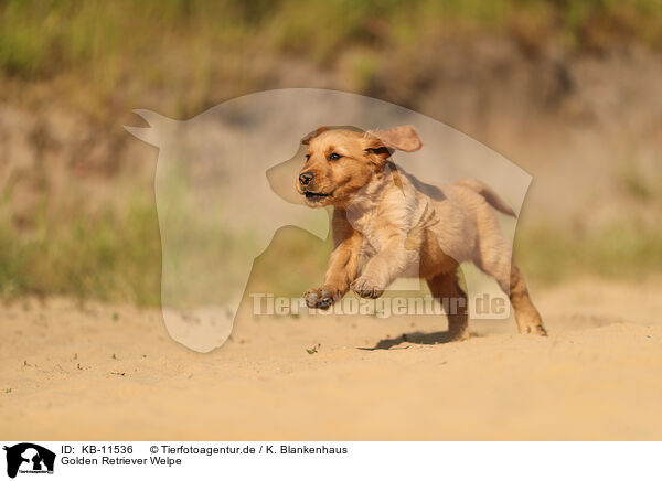 Golden Retriever Welpe / Golden Retriever Puppy / KB-11536