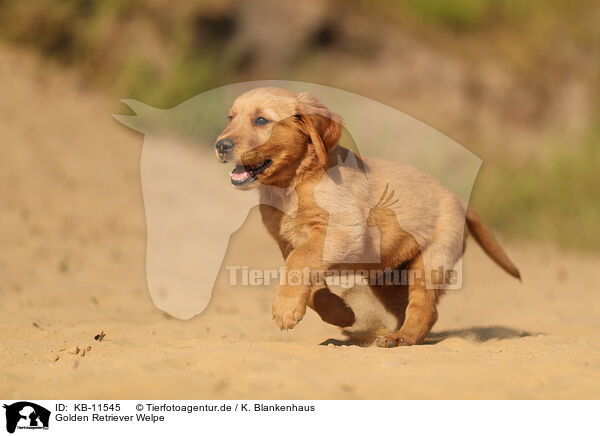 Golden Retriever Welpe / Golden Retriever Puppy / KB-11545