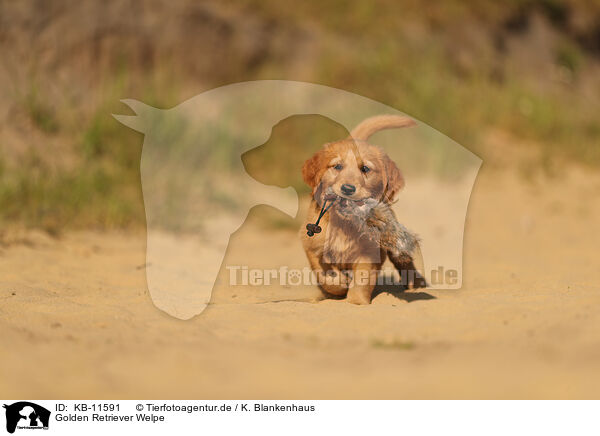 Golden Retriever Welpe / Golden Retriever Puppy / KB-11591