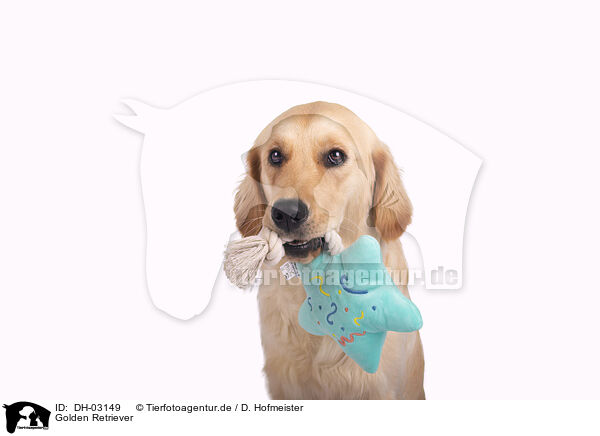 Golden Retriever / Golden Retriever / DH-03149