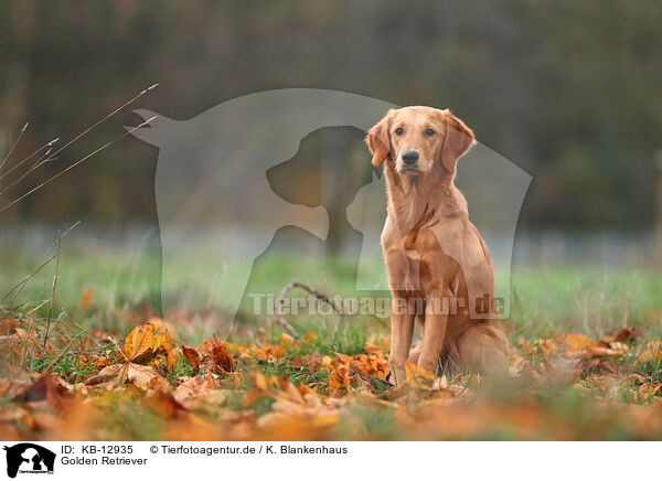 Golden Retriever / Golden Retriever / KB-12935