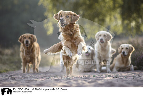 Golden Retriever / Golden Retriever / SE-01850