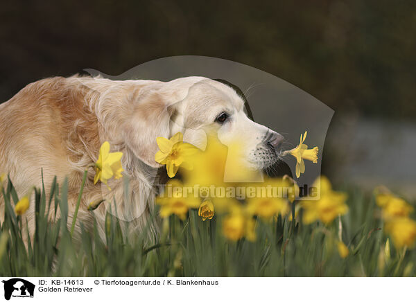 Golden Retriever / Golden Retriever / KB-14613