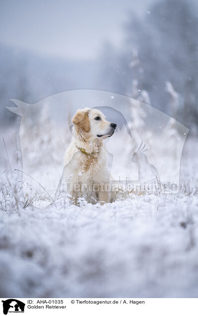 Golden Retriever / Golden Retriever / AHA-01035