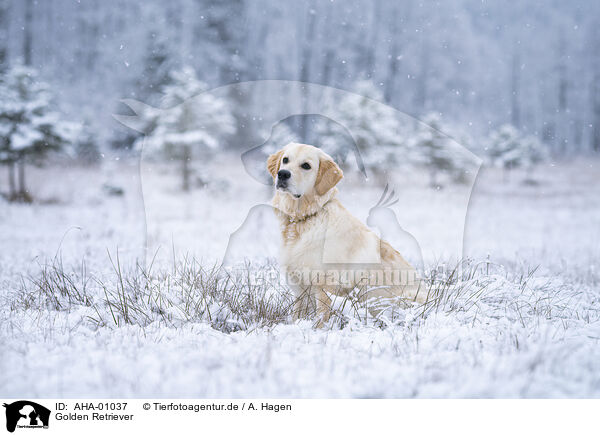 Golden Retriever / Golden Retriever / AHA-01037