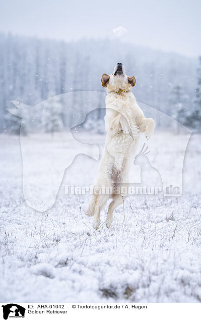 Golden Retriever / Golden Retriever / AHA-01042