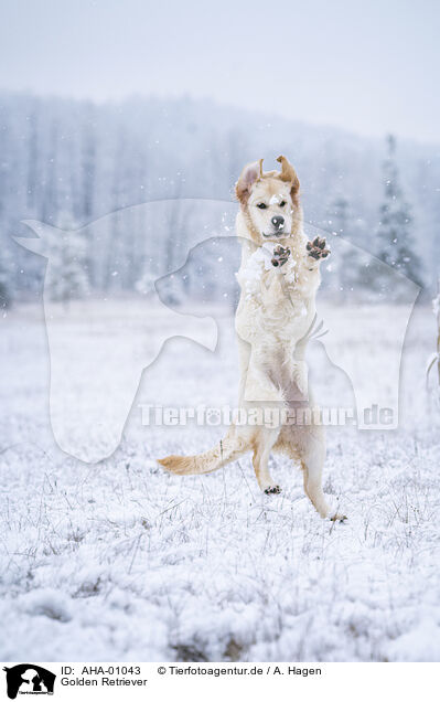 Golden Retriever / Golden Retriever / AHA-01043