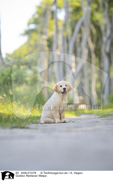 Golden Retriever Welpe / Golden Retriever Puppy / AHA-01078