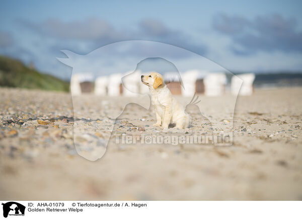 Golden Retriever Welpe / Golden Retriever Puppy / AHA-01079