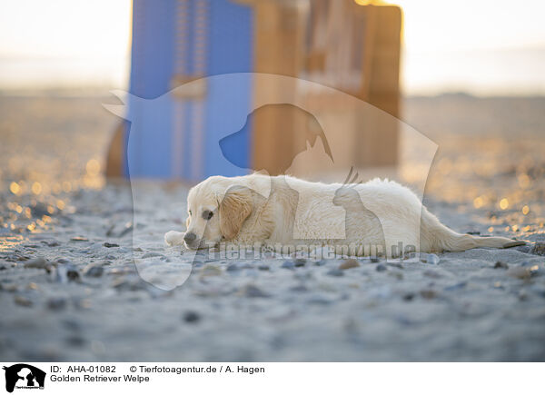 Golden Retriever Welpe / Golden Retriever Puppy / AHA-01082