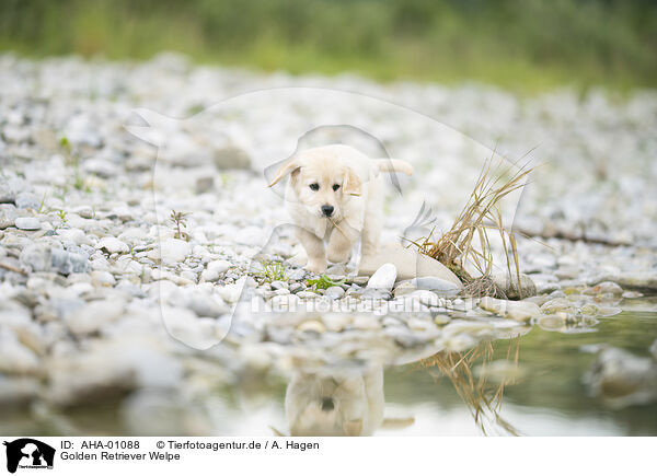 Golden Retriever Welpe / AHA-01088