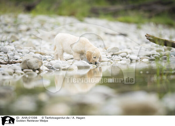 Golden Retriever Welpe / Golden Retriever Puppy / AHA-01098