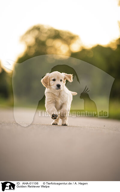 Golden Retriever Welpe / Golden Retriever Puppy / AHA-01106