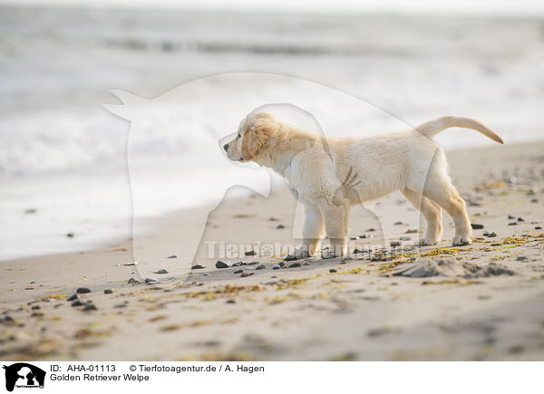 Golden Retriever Welpe / AHA-01113