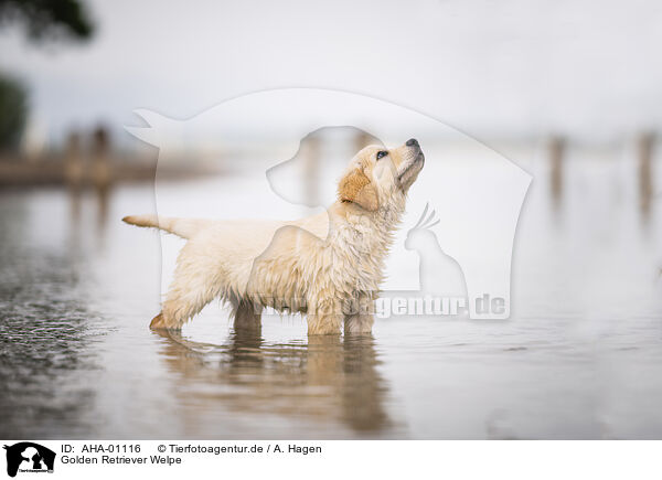 Golden Retriever Welpe / Golden Retriever Puppy / AHA-01116