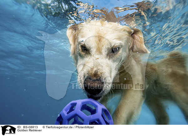 Golden Retriever / Golden Retriever / BS-08813