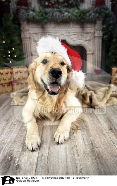 Golden Retriever / Golden Retriever / SAB-01037