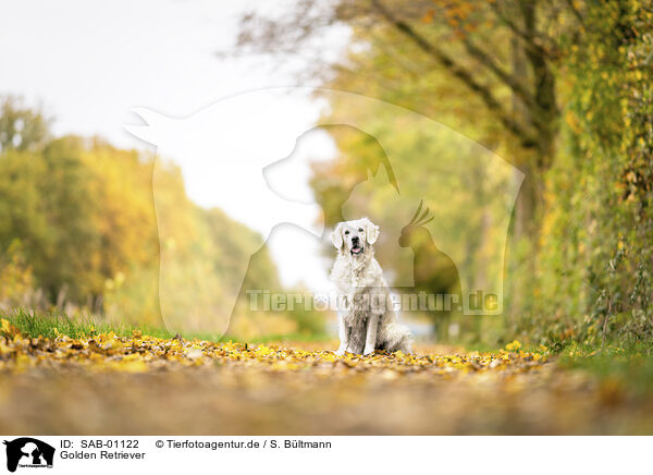 Golden Retriever / Golden Retriever / SAB-01122