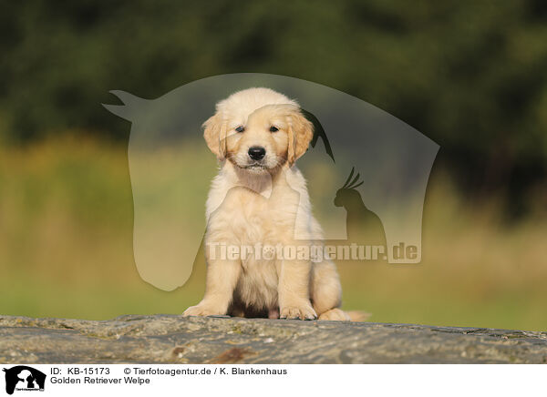 Golden Retriever Welpe / Golden Retriever puppy / KB-15173