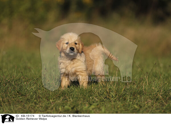 Golden Retriever Welpe / Golden Retriever puppy / KB-15174