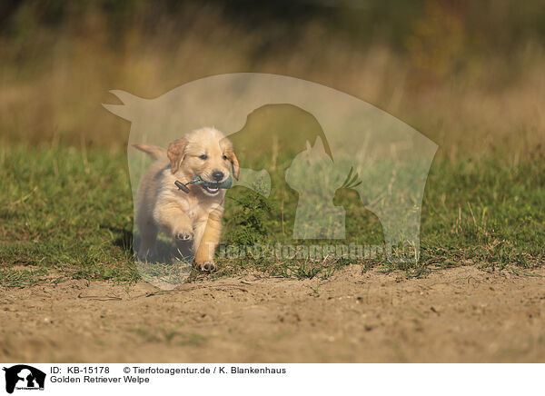 Golden Retriever Welpe / Golden Retriever puppy / KB-15178