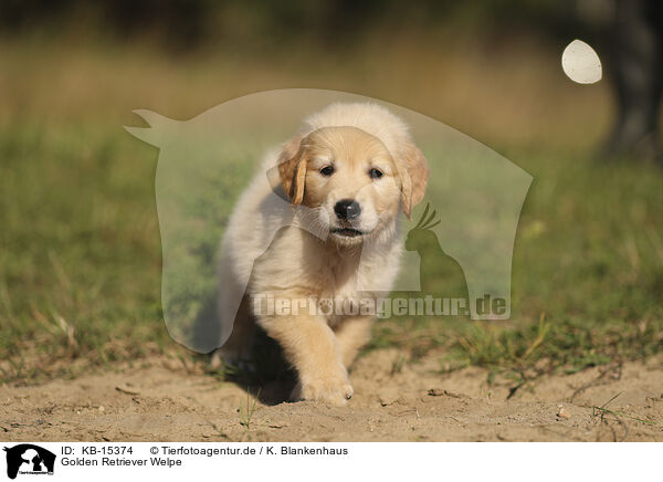 Golden Retriever Welpe / Golden Retriever puppy / KB-15374