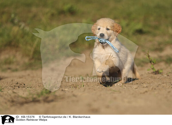 Golden Retriever Welpe / Golden Retriever puppy / KB-15376