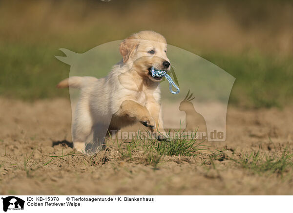 Golden Retriever Welpe / Golden Retriever puppy / KB-15378